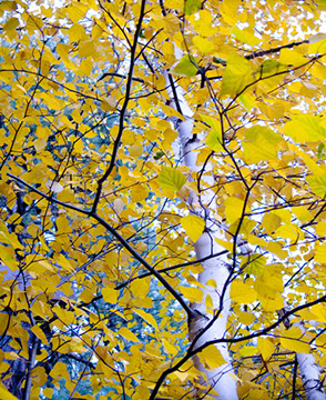 Quakers - Vicki Dodge