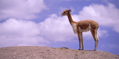 Vicuña Lookout - Mark Dodge